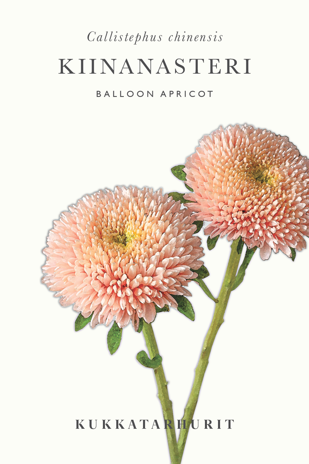 Callistephus chinensis 'Balloon Apricot'