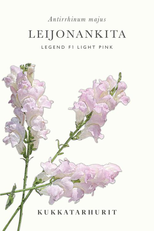 Antirrhinum majus 'Legend F1 Light Pink'