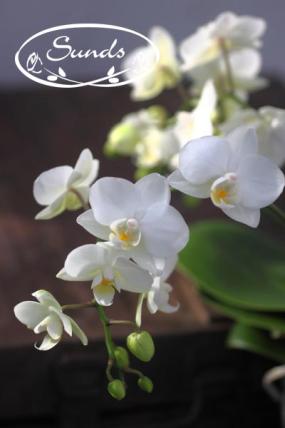 orkidea 01