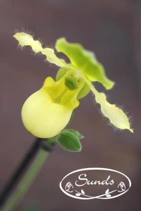 orkidea 02