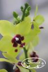orkidea 03