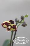 orkidea 04