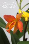 orkidea 06