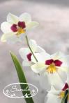 orkidea 08