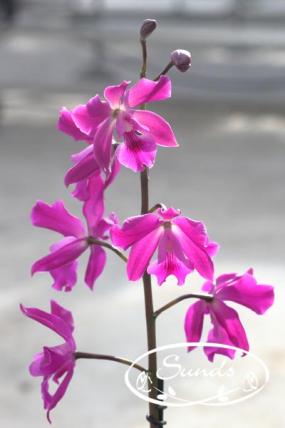 orkidea 09