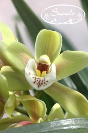 orkidea 10