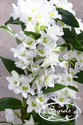 orkidea 11