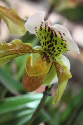 orkidea 12