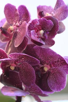 orkidea 13