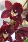 orkidea 14