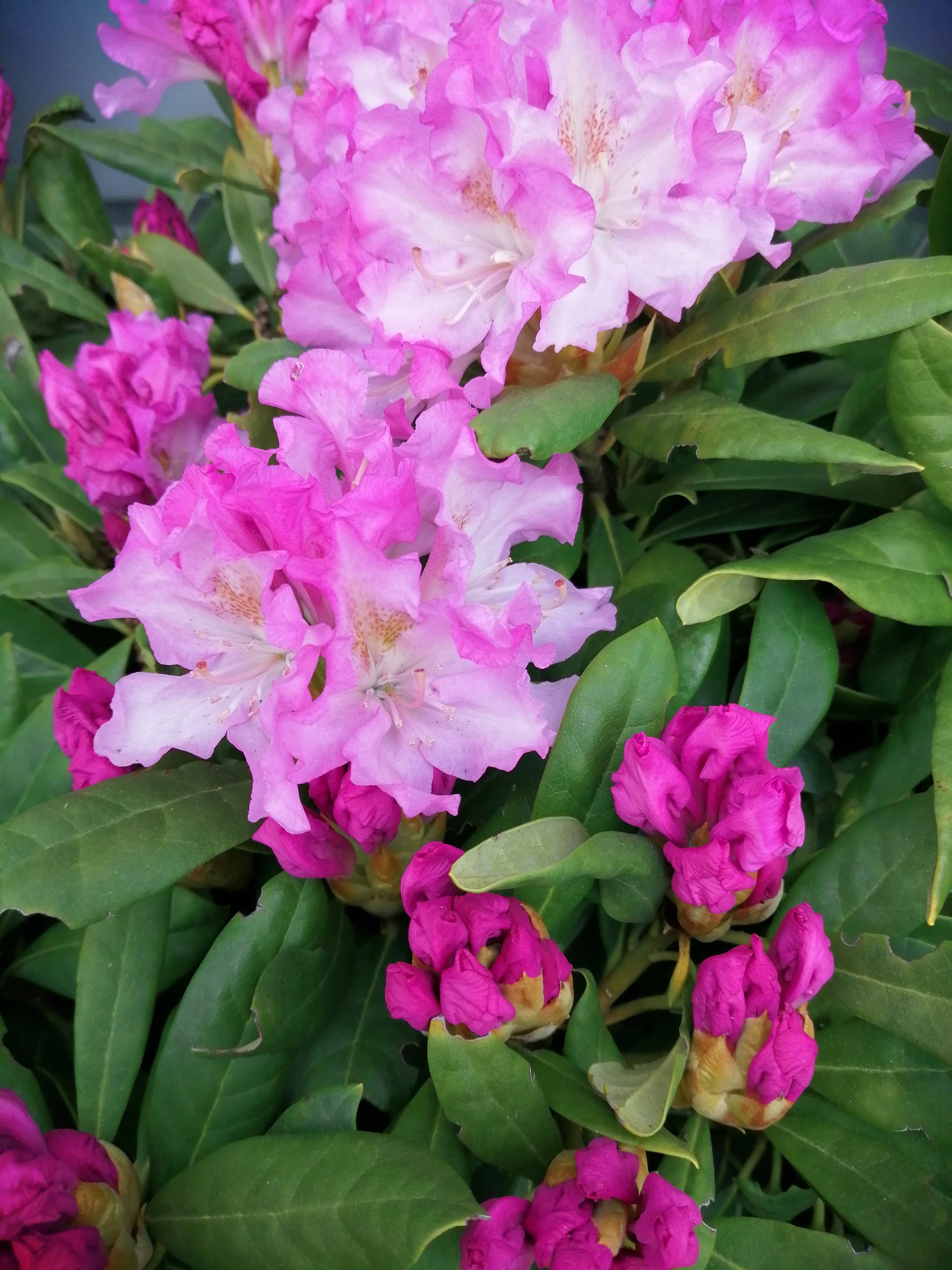 Rhododendron 'Pohjolan Tytär'