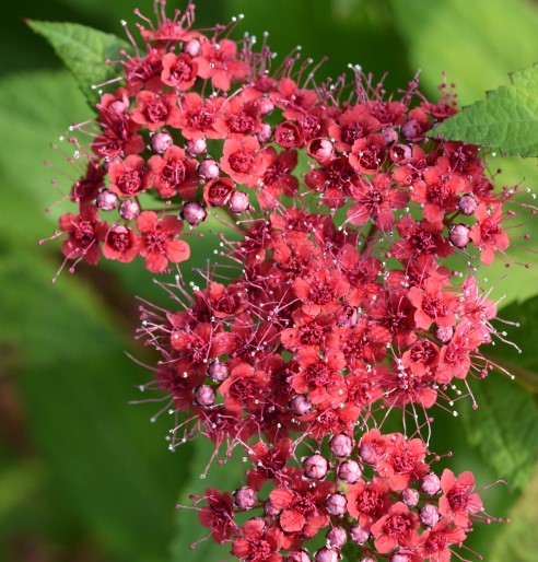 Spiraea 'Double Play Red'
